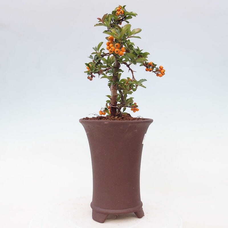 Bonsai zewnętrzne - Pyracantha teton - Szkarłatny głóg