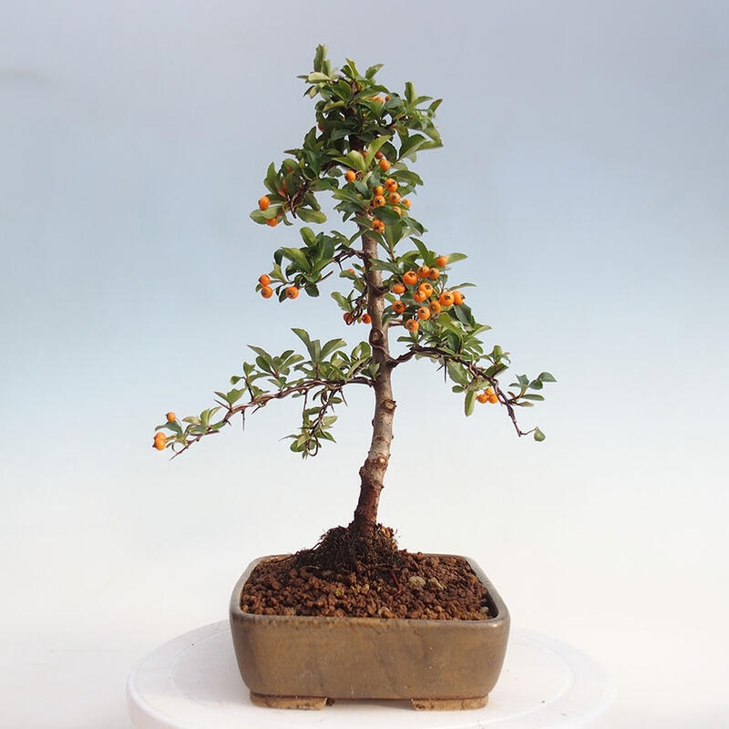 Bonsai zewnętrzne - Pyracantha teton - Szkarłatny głóg