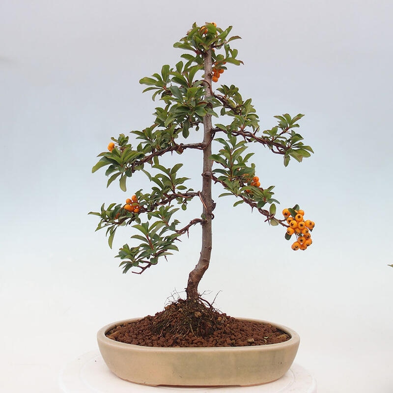 Bonsai zewnętrzne - Pyracantha teton - Szkarłatny głóg