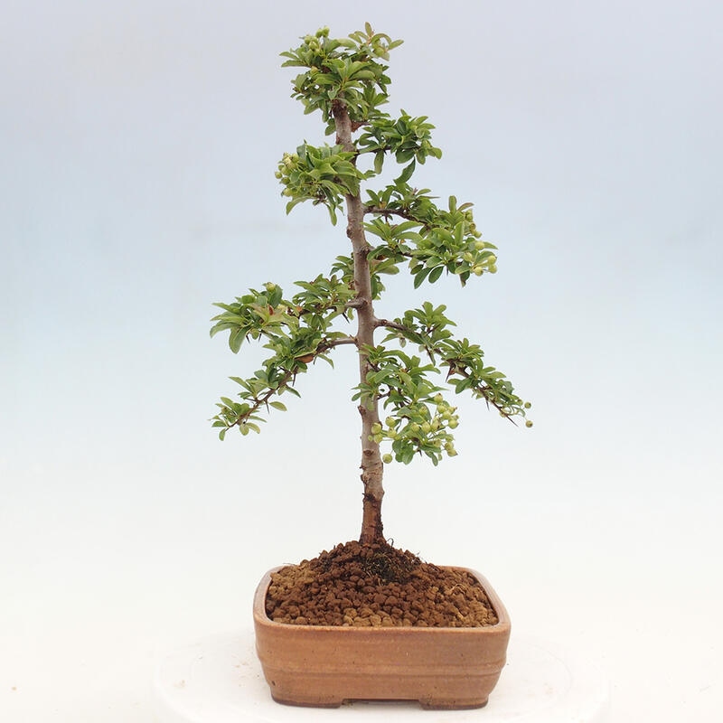 Bonsai zewnętrzne - Pyracantha teton - Szkarłatny głóg