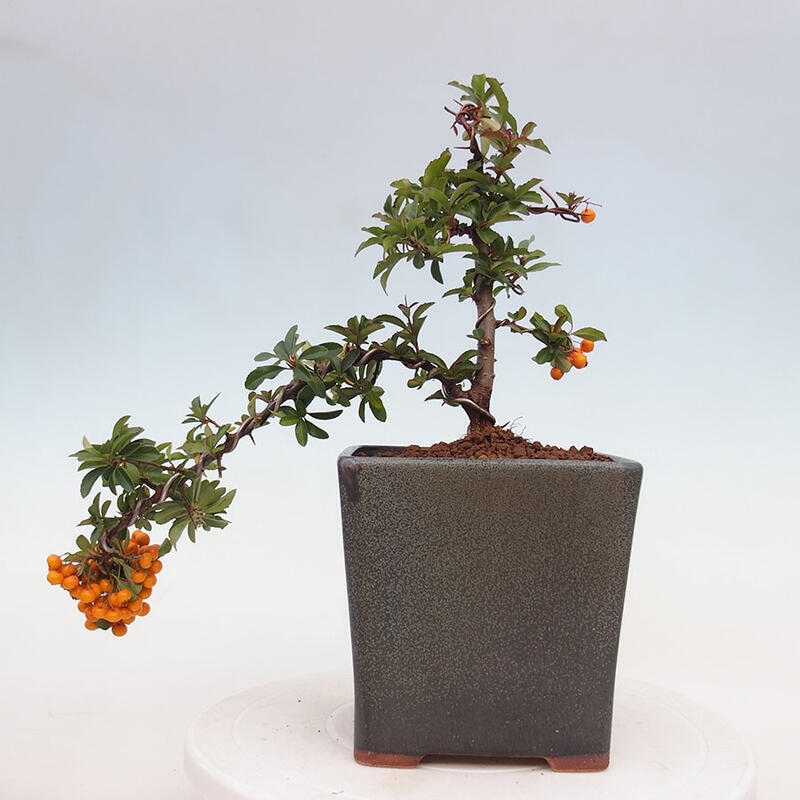 Bonsai zewnętrzne - Pyracantha teton - Szkarłatny głóg