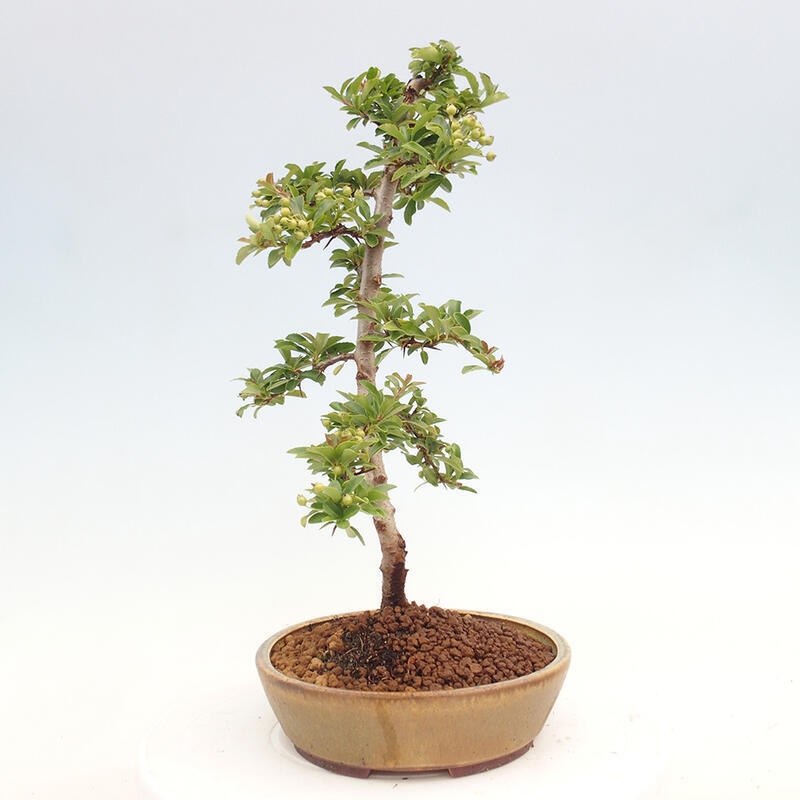 Bonsai zewnętrzne - Pyracantha teton - Szkarłatny głóg