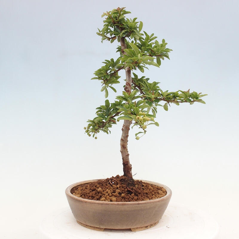 Bonsai zewnętrzne - Pyracantha teton - Szkarłatny głóg