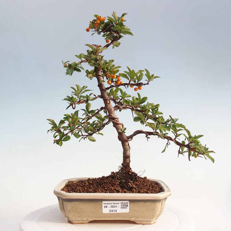 Bonsai zewnętrzne - Pyracantha teton - Szkarłatny głóg