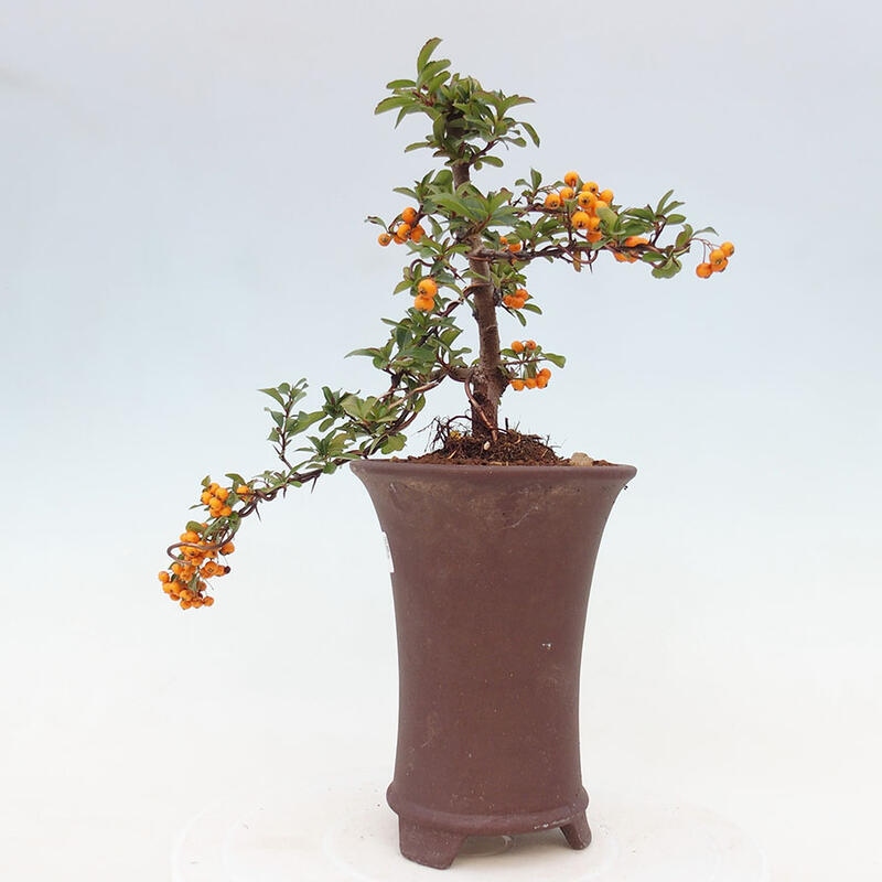 Bonsai zewnętrzne - Pyracantha teton - Szkarłatny głóg