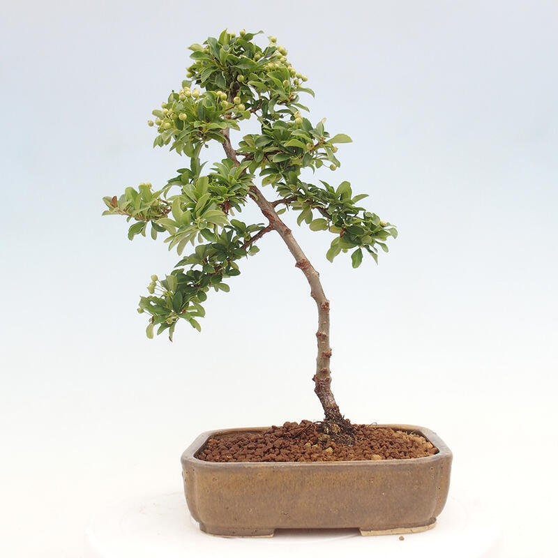 Bonsai zewnętrzne - Pyracantha teton - Szkarłatny głóg