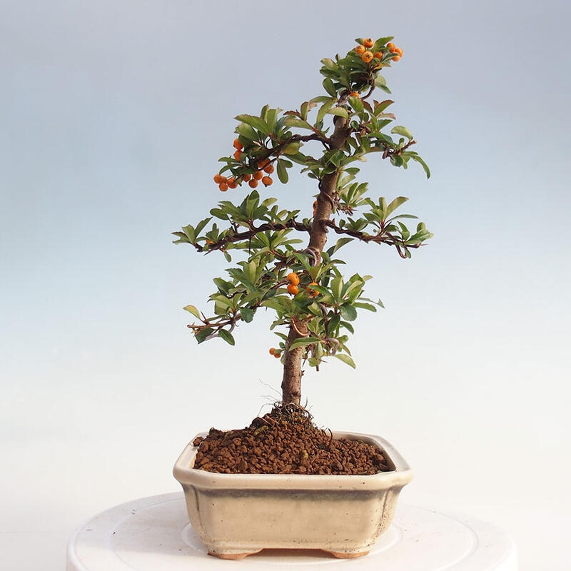 Bonsai zewnętrzne - Pyracantha teton - Szkarłatny głóg