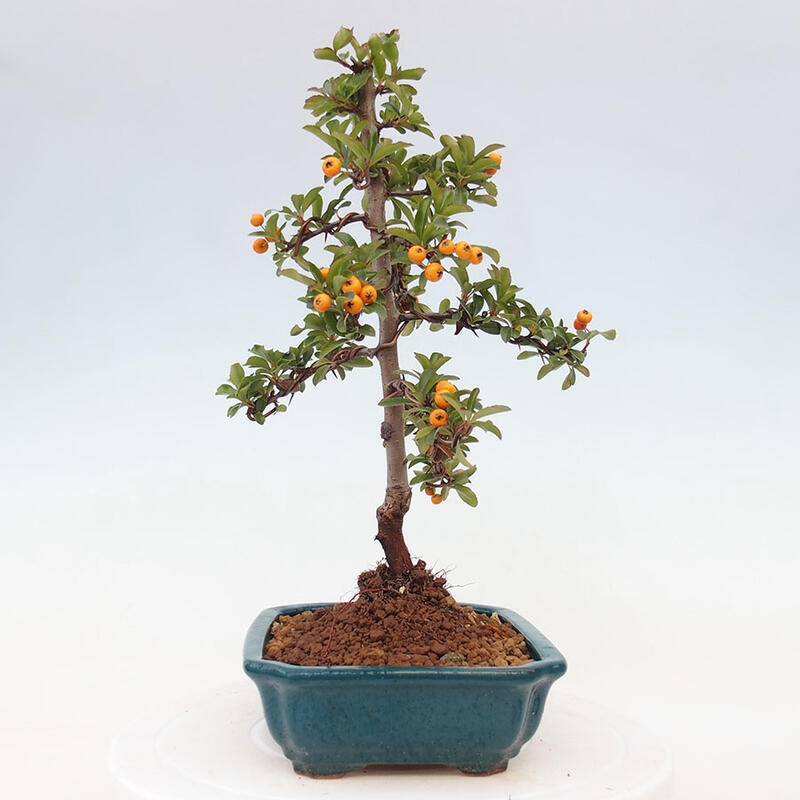 Bonsai zewnętrzne - Pyracantha teton - Szkarłatny głóg