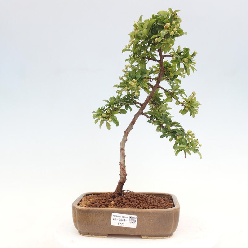 Bonsai zewnętrzne - Pyracantha teton - Szkarłatny głóg