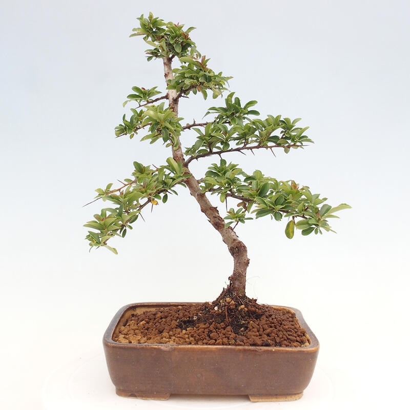 Bonsai zewnętrzne - Pyracantha teton - Szkarłatny głóg