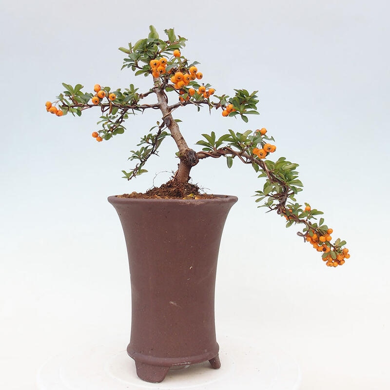 Bonsai zewnętrzne - Pyracantha teton - Szkarłatny głóg