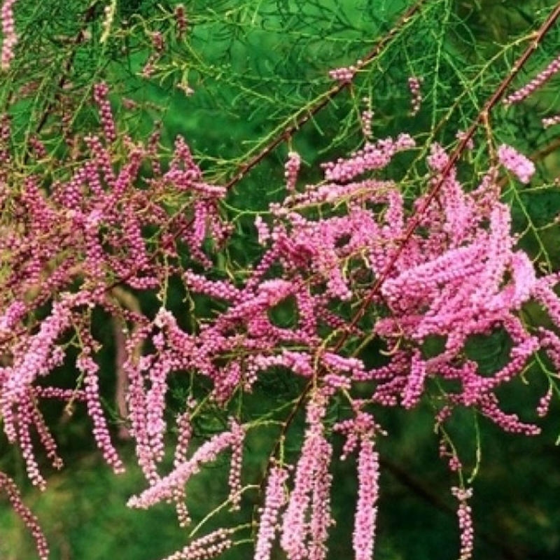 Bonsai zewnętrzne - Tamarix - Tamarix