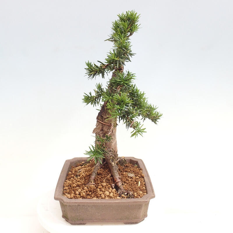 Bonsai na zewnątrz - Taxus cuspidata - cis japoński