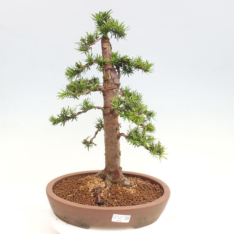 Bonsai na zewnątrz - Taxus cuspidata - cis japoński