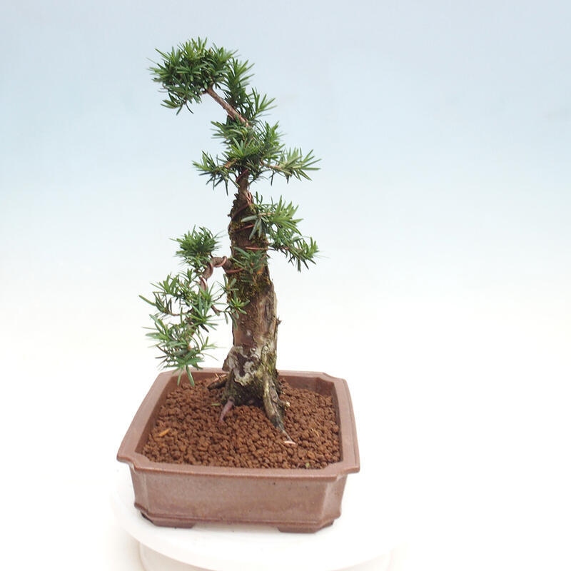 Bonsai na zewnątrz - Taxus cuspidata - cis japoński