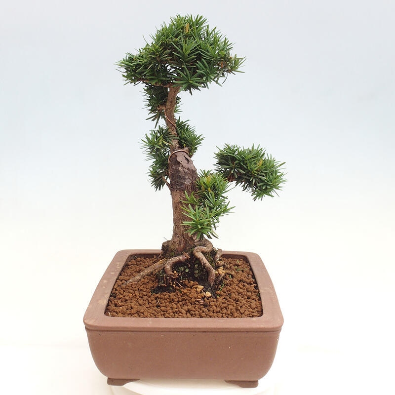 Bonsai na zewnątrz - Taxus cuspidata - cis japoński