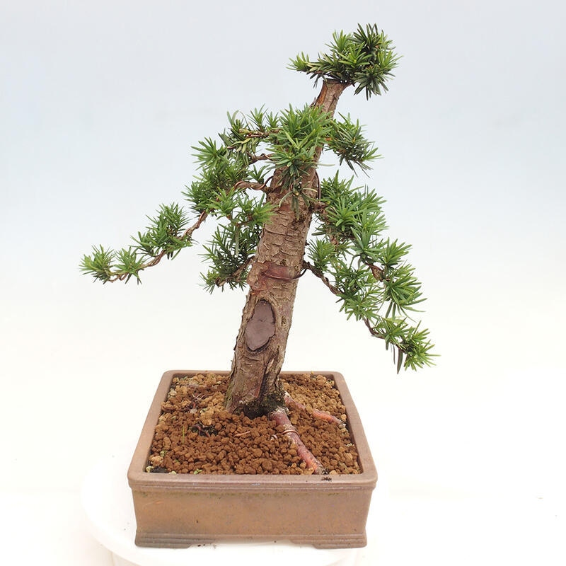 Bonsai na zewnątrz - Taxus cuspidata - cis japoński