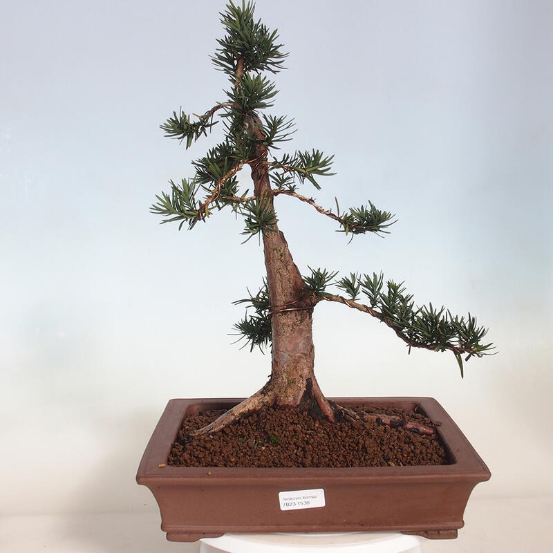 Bonsai na zewnątrz - Taxus cuspidata - cis japoński