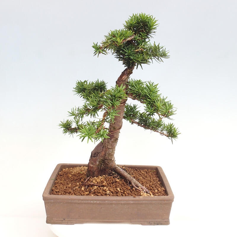 Bonsai na zewnątrz - Taxus cuspidata - cis japoński