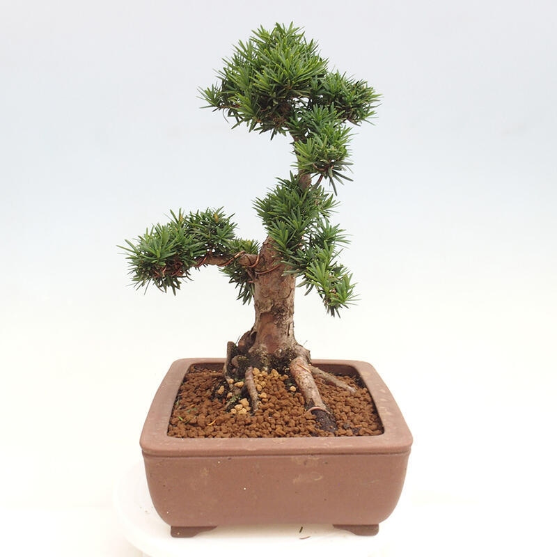 Bonsai na zewnątrz - Taxus cuspidata - cis japoński