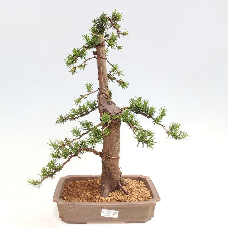 Bonsai na zewnątrz - Taxus cuspidata - cis japoński