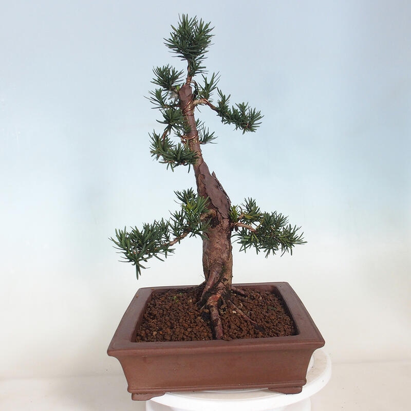 Bonsai na zewnątrz - Taxus cuspidata - cis japoński