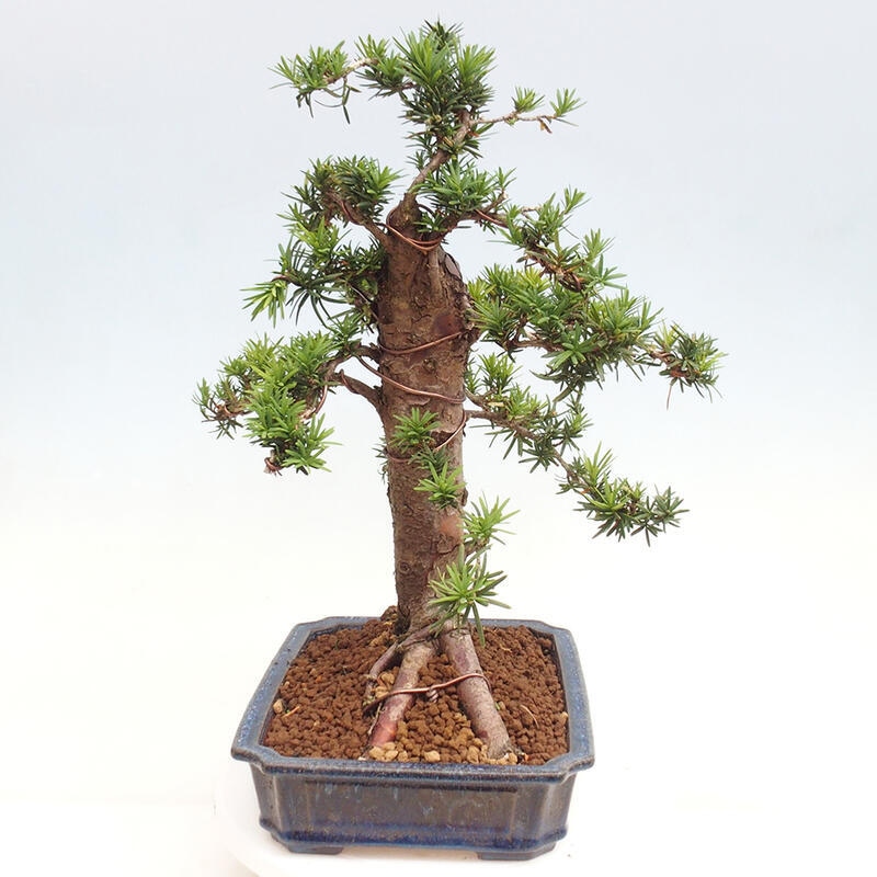 Bonsai na zewnątrz - Taxus cuspidata - cis japoński