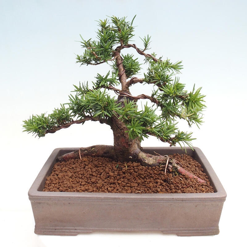 Bonsai na zewnątrz - Taxus cuspidata - cis japoński