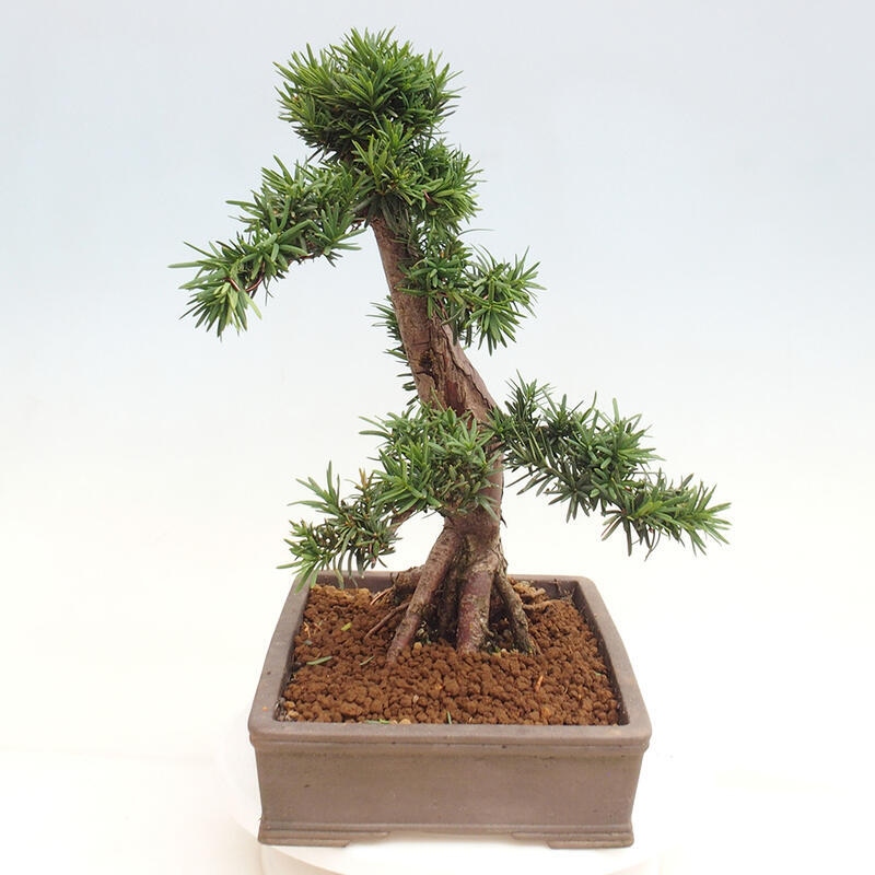 Bonsai na zewnątrz - Taxus cuspidata - cis japoński