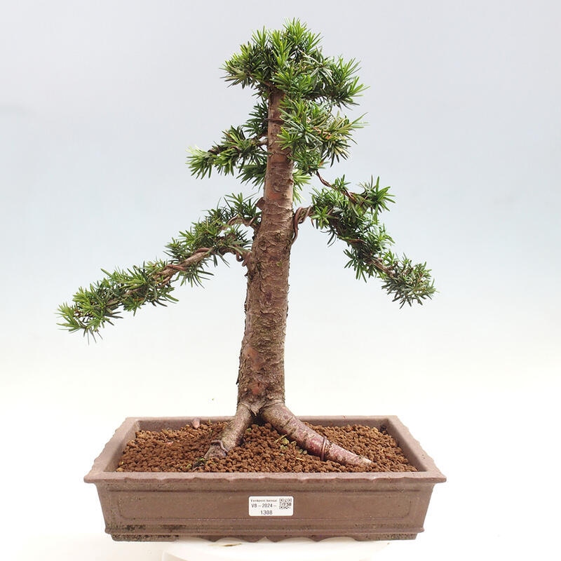 Bonsai na zewnątrz - Taxus cuspidata - cis japoński