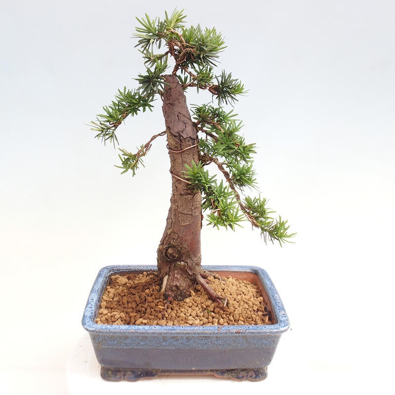 Bonsai na zewnątrz - Taxus cuspidata - cis japoński