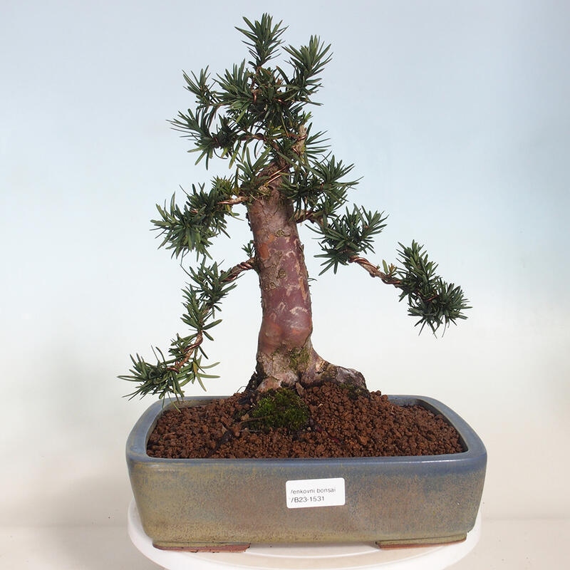 Bonsai na zewnątrz - Taxus cuspidata - cis japoński