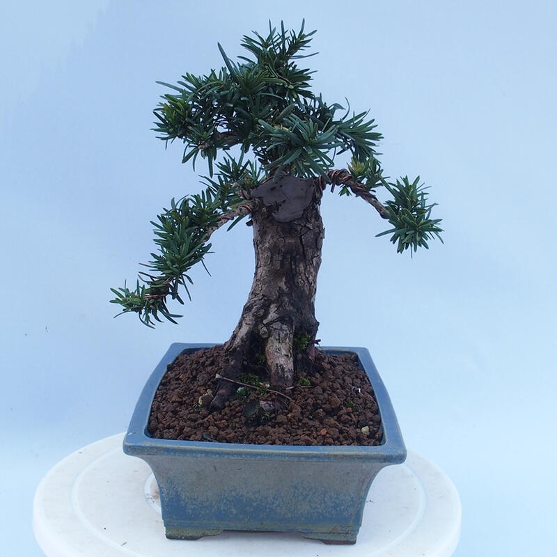 Bonsai na zewnątrz - Taxus cuspidata - cis japoński