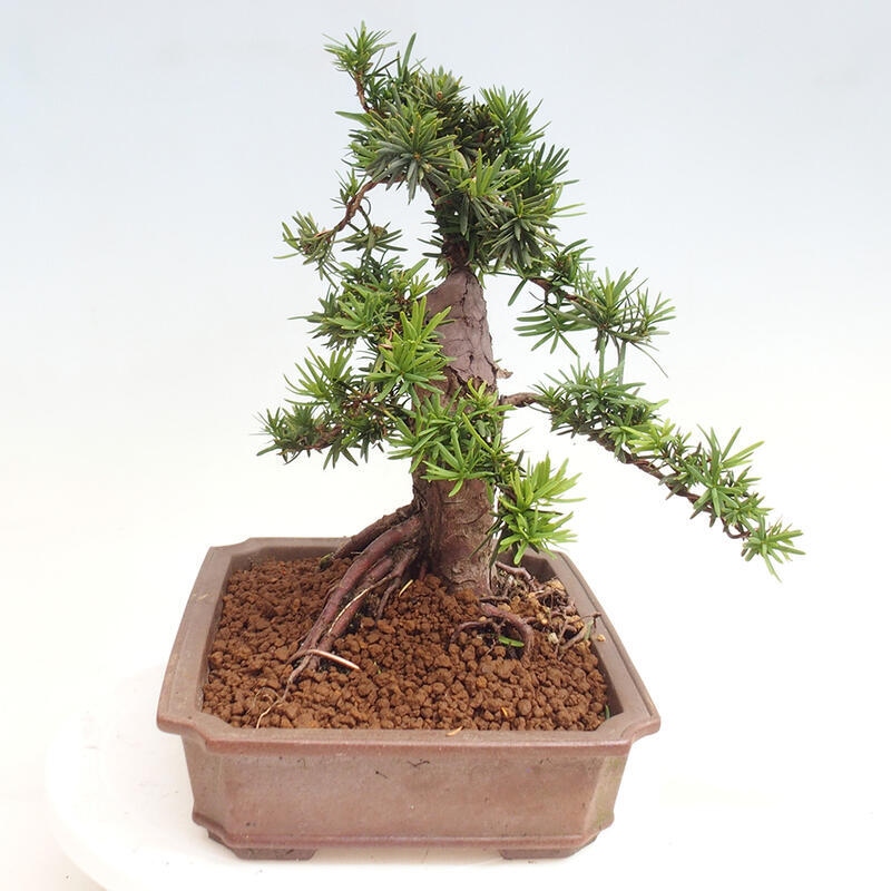 Bonsai na zewnątrz - Taxus cuspidata - cis japoński