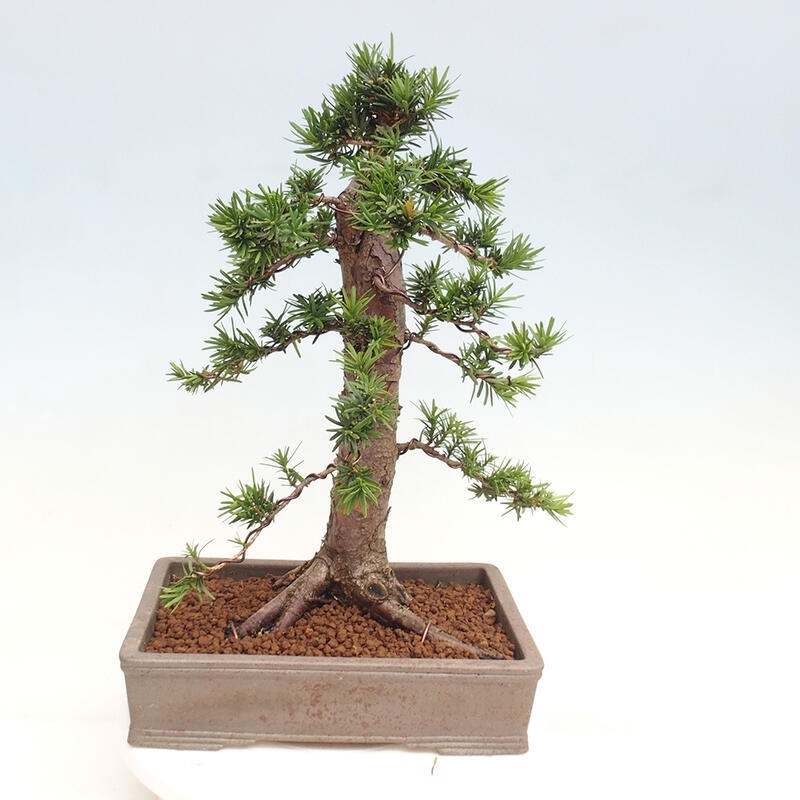 Bonsai na zewnątrz - Taxus cuspidata - cis japoński