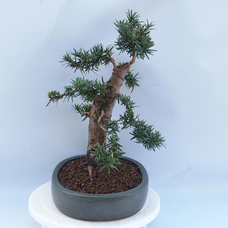 Bonsai na zewnątrz - Taxus cuspidata - cis japoński