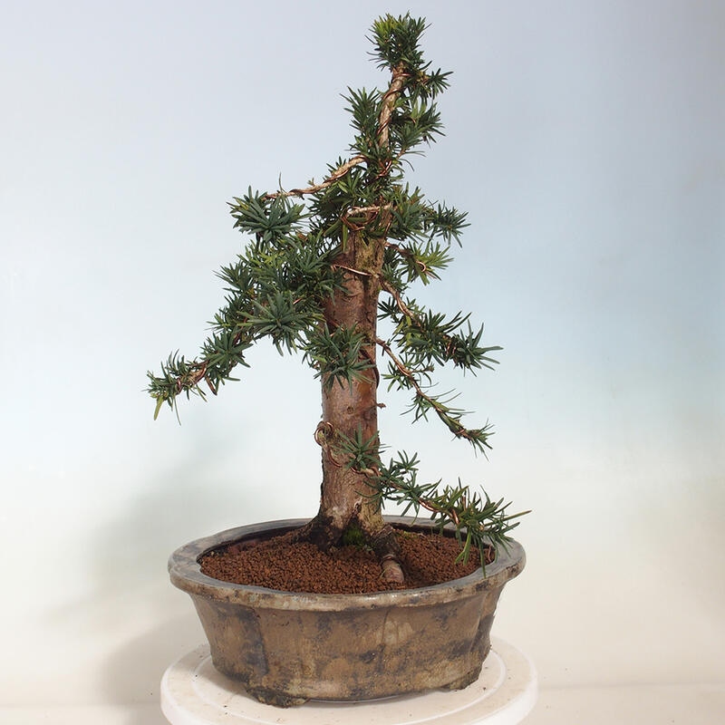 Bonsai na zewnątrz - Taxus cuspidata - cis japoński