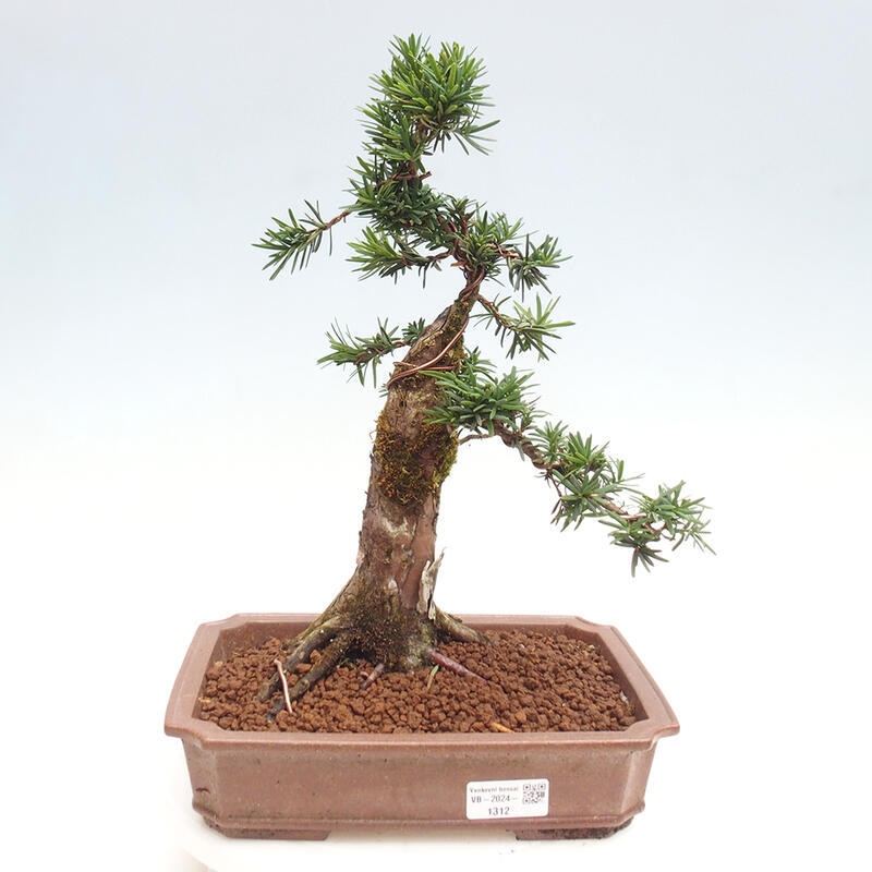 Bonsai na zewnątrz - Taxus cuspidata - cis japoński