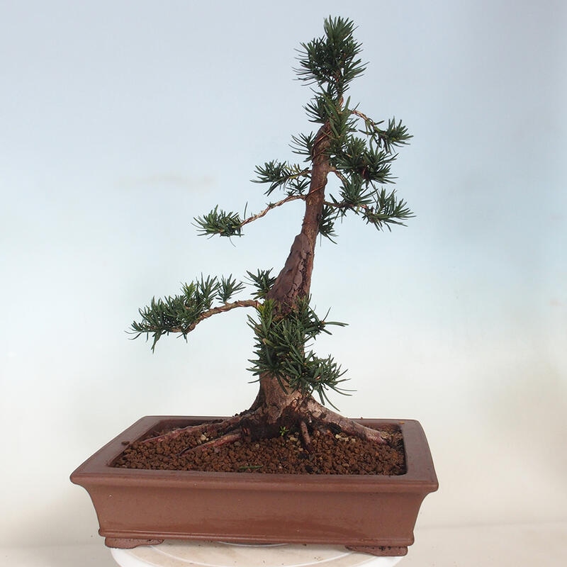 Bonsai na zewnątrz - Taxus cuspidata - cis japoński