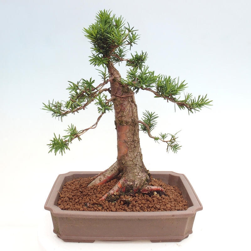 Bonsai na zewnątrz - Taxus cuspidata - cis japoński