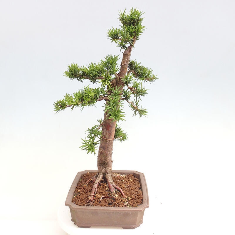 Bonsai na zewnątrz - Taxus cuspidata - cis japoński