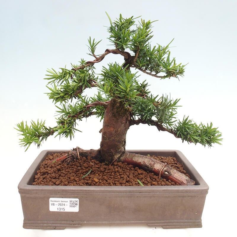 Bonsai na zewnątrz - Taxus cuspidata - cis japoński