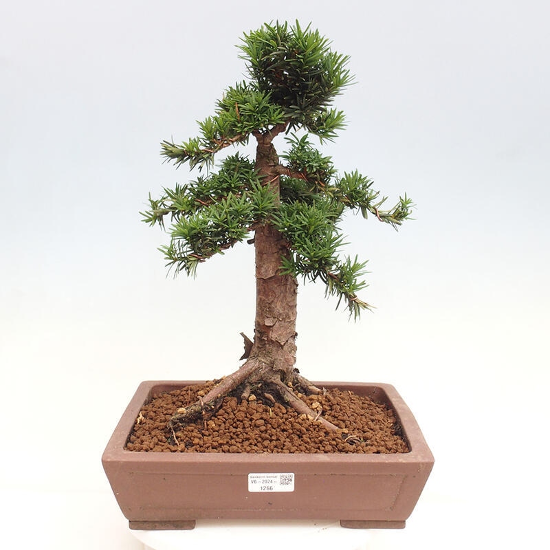 Bonsai na zewnątrz - Taxus cuspidata - cis japoński