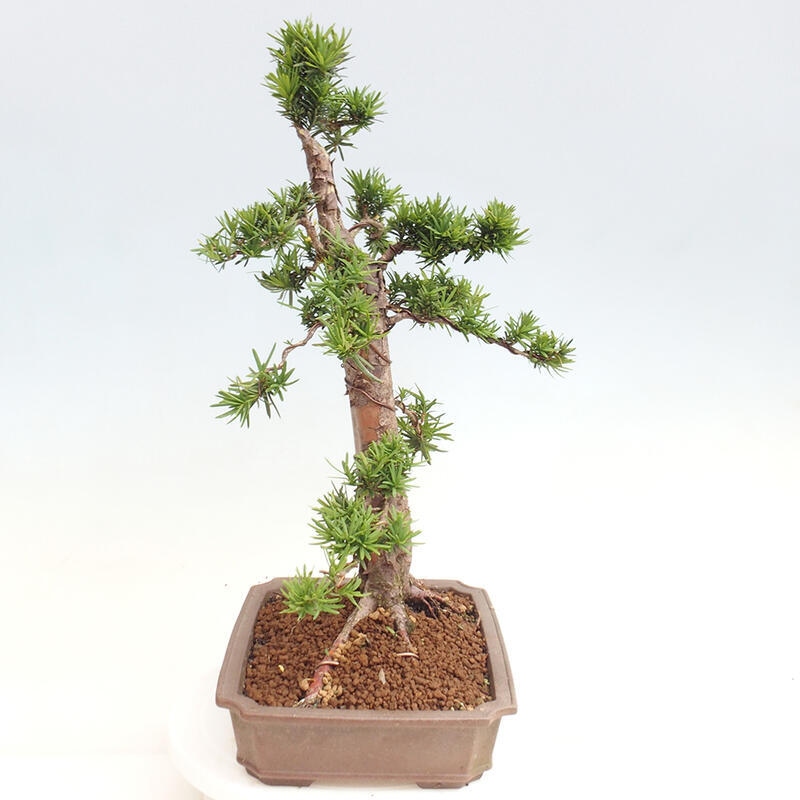 Bonsai na zewnątrz - Taxus cuspidata - cis japoński