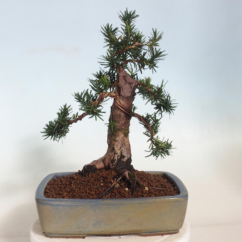 Bonsai na zewnątrz - Taxus cuspidata - cis japoński