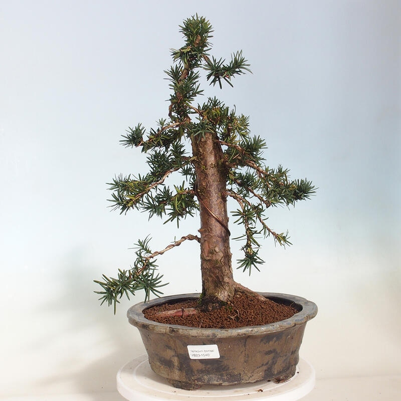 Bonsai na zewnątrz - Taxus cuspidata - cis japoński