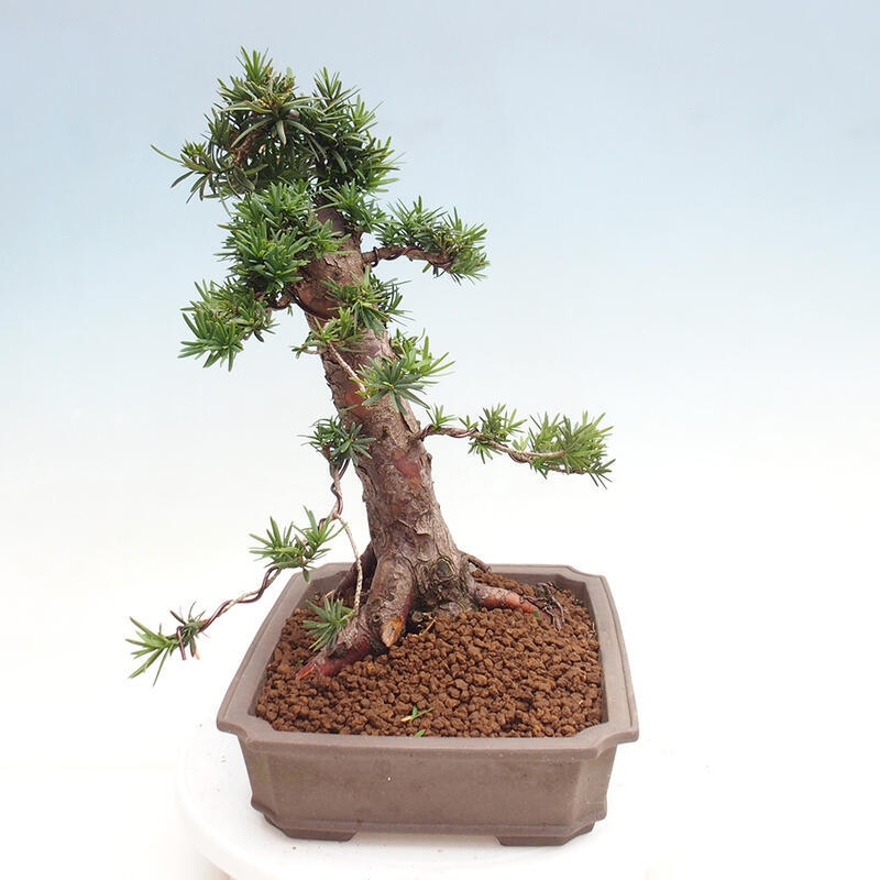 Bonsai na zewnątrz - Taxus cuspidata - cis japoński