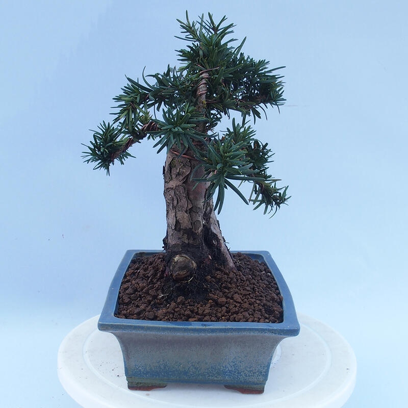 Bonsai na zewnątrz - Taxus cuspidata - cis japoński