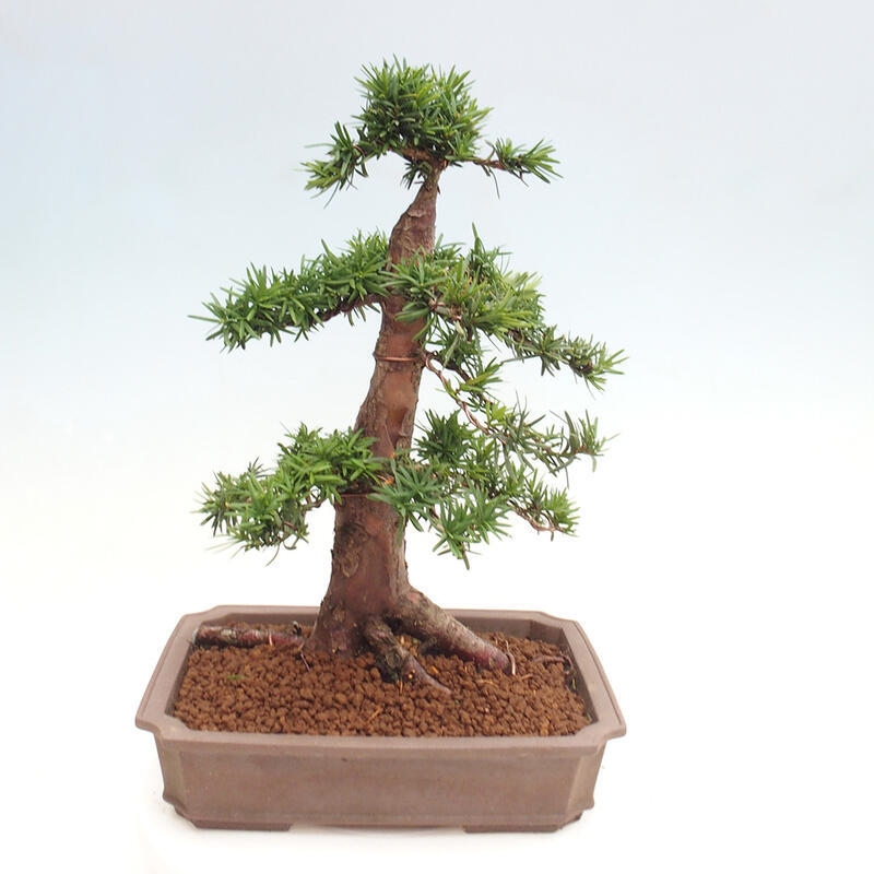 Bonsai na zewnątrz - Taxus cuspidata - cis japoński