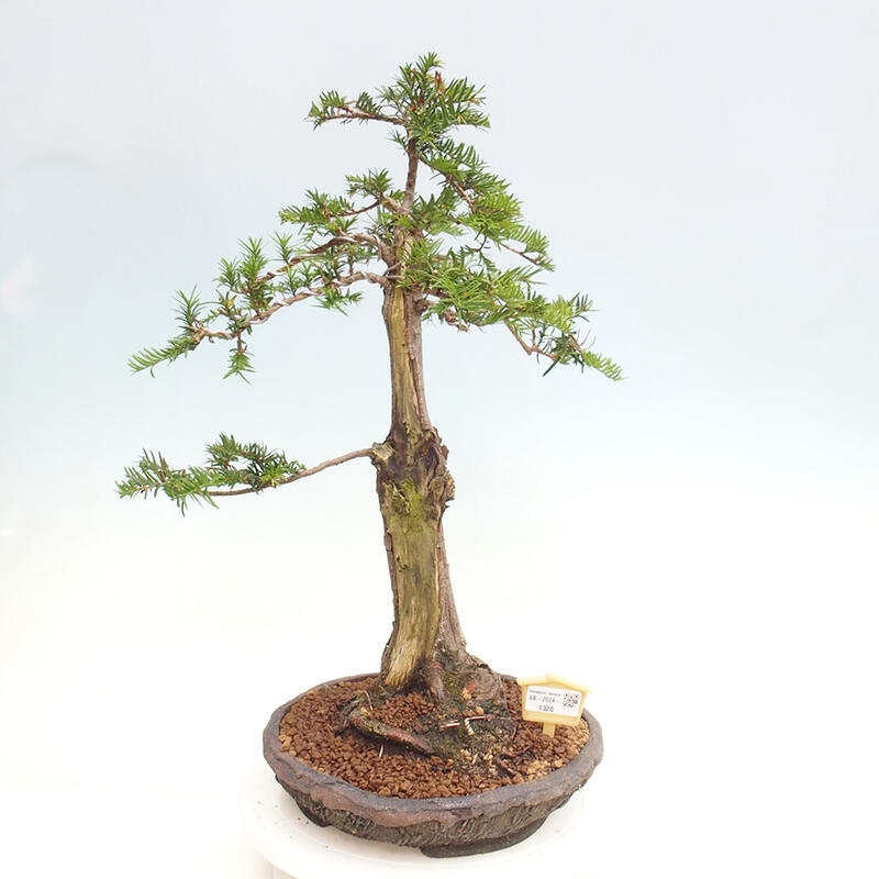 Bonsai na zewnątrz - Taxus cuspidata - cis japoński